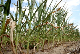 Alerta maÃ­z: siguen sin aparecer perspectivas de lluvias en las regiones bonaerenses necesitadas de agua