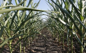 Alerta maÃ­z: en zonas clave de la regiÃ³n pampeana el cultivo se quedÃ³ sin reservas de agua en inicio de llenado de grano