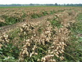Productores de arroz y manÃ­ deberÃ¡n comenzar a declarar los cultivares sembrados para validar el origen legal de la semilla