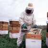 Siguen recuperÃ¡ndose los precios de la miel en lÃ­nea con la depuraciÃ³n parcial de partidas chinas adulteradas