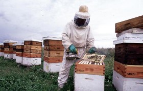 La suba del precio internacional compensÃ³ en parte el derrumbe de la exportaciÃ³n argentina de miel