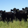 En el primer semestre del aÃ±o las exportaciones argentinas de cortes frescos bovinos cayeron 11%: siete de los diez productos mÃ¡s vendidos son menudencias