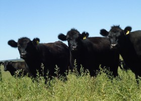 En el primer semestre del aÃ±o las exportaciones argentinas de cortes frescos bovinos cayeron 11%: siete de los diez productos mÃ¡s vendidos son menudencias