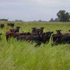 Un paÃ­s sin kirchnerismo: el stock bovino uruguayo alcanzÃ³ un rÃ©cord histÃ³rico