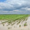 Se inundaron muchos lotes de soja en la principal regiÃ³n agrÃ­cola de EE.UU: operadores especulativos redujeron posiciones vendidas