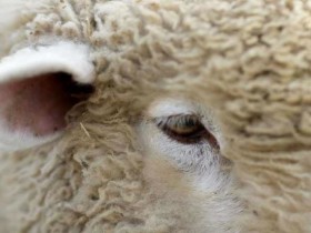 China se transformÃ³ en el primer comprador de carne ovina uruguaya: los precios del cordero subieron 24% en el Ãºltimo aÃ±o