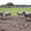 Corrientes: declararon la emergencia agropecuaria para establecimientos ovinos