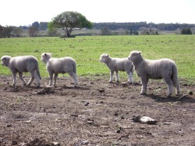 Corrientes: declararon la emergencia agropecuaria para establecimientos ovinos
