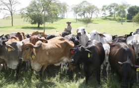 Paraguay volviÃ³ a ser el primer proveedor chileno de carne vacuna: acaparÃ³ casi el 43% del mercado luego de tres aÃ±os de liderazgo brasileÃ±o