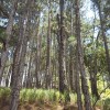 Burocracia mÃ¡gica: el subsidio para bosques implantados en un rango de 301 a 500 hectÃ¡reas aumentÃ³ mÃ¡s de un 400%