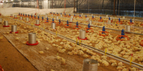 Argentina dejÃ³ de exportar pollos a Venezuela: la mayor parte de los envÃ­os ahora se realiza a Medio Oriente
