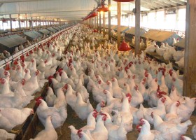 RÃ©cord insÃ³lito: por cada 2,6 kilogramos de carne de pollo se exportÃ³ apenas uno de carne bovina