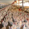 Guerra comercial: China aplicÃ³ derechos antidumping provisionales de hasta 38% a la carne aviar brasileÃ±a