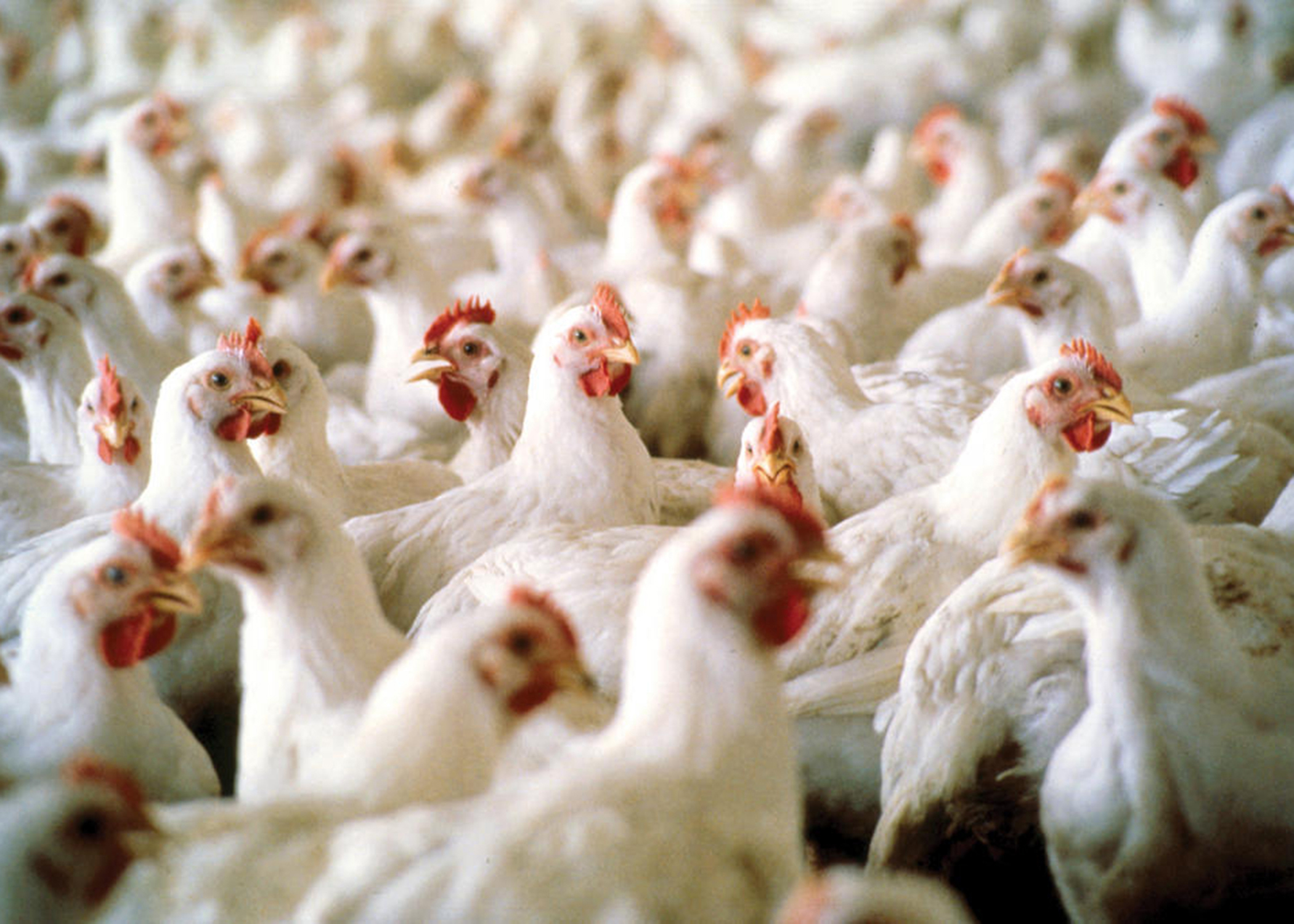 RÃ©cord histÃ³rico: las exportaciones argentinas de pollos superan en casi un 140% a las de carne bovina