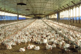 Chile evalÃºa restringir el ingreso de carne de pollo argentina por medio de una medida antidumping