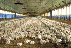 La inflaciÃ³n en alimentos bÃ¡sicos es del 21,5%: pero gracias a Cristina los pollos siguen regalados