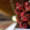 Sobreprecios de exportaciones argentinas de pollos a Venezuela representan mÃ¡s de 65 millones de dÃ³lares