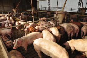 Durante catorce aÃ±os los productores porcinos recibieron dos kilos de maÃ­z de regalo por cada ocho comprados: ahora quieren mÃ¡s ayuda del Estado