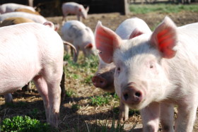En lo que va del aÃ±o ingresaron 633 toneladas de carne de cerdo danesa: se vende en supermercados descongelada como â€œfrescaâ€