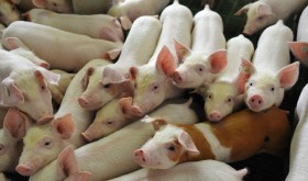 AtenciÃ³n productores porcinos: ahora es posible conocer a quÃ© precios estÃ¡n vendiendo sus vecinos