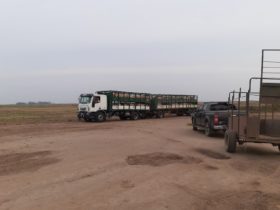El encerramiento pandÃ©mico provocÃ³ una caÃ­da del consumo de carne de cerdo que complica la viabilidad de las granjas porcinas argentinas