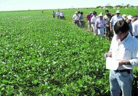 Alerta propietarios de campos de la regiÃ³n pampeana: sin la incorporaciÃ³n de maÃ­z el cultivo de soja termina siendo inviable 