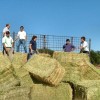 Agroindustria entregarÃ¡ hasta 900 kilos diarios de rollos a productores afectados por incendios
