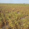 El drama financiero en la zona nÃºcleo pampeana se potenciarÃ¡ a mediados de aÃ±o: la seca golpeÃ³ con mÃ¡s intensidad a los cultivos de siembras tardÃ­as