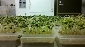 Alerta por semillas de soja con bajo poder germinativo: aconsejan realizar anÃ¡lisis tempranos para evitar sorpresas
