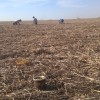 Carambola: gracias a la AsociaciÃ³n Semilleros Argentinos los productores podrÃ¡n seguir haciendo uso propio en soja sin restricciones