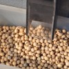Alerta agronÃ³mica: por quinto aÃ±o consecutivo se derrumbÃ³ el nivel proteico de la soja argentina