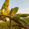 Argentina federal: la soja se transformÃ³ en un cultivo inviable en el NOA