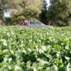 Argentina: descendiÃ³ el poder de compra de la soja por efecto de la â€œdoble retenciÃ³nâ€