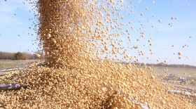 Novedad total: una industria aceitera estÃ¡ ofreciendo bonificaciones de hasta 40 u$s/tonelada para partidas de soja con altos niveles de proteÃ­na
