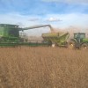 Argentina volviÃ³ a registrar una cosecha de soja con niveles mÃ­nimos histÃ³ricos de tenor proteico