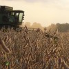 Argentina se encamina a una cosecha rÃ©cord de soja: los rindes en zonas no tradicionales equiparan a los de la zona nÃºcleo pampeana