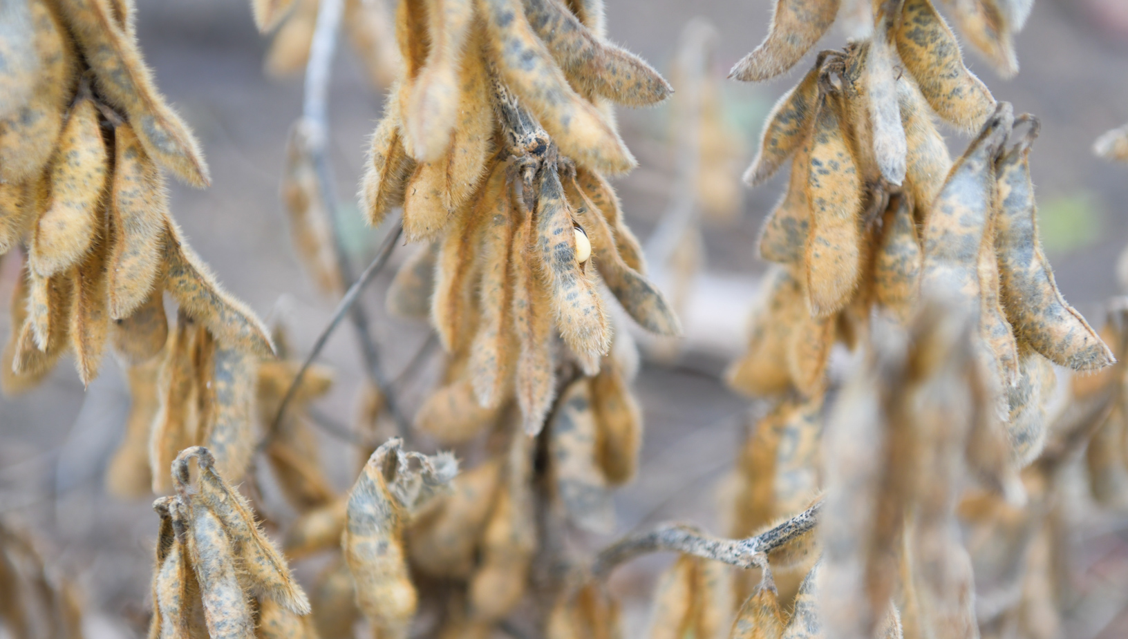 Fuerte alza de los precios de la soja ante el temor de un recorte de producciÃ³n en EE.UU. causado por excesos hÃ­dricos en plena cosecha