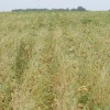 EE.UU: denuncian daÃ±os por aplicaciones indebidas de dicamba sobre cultivos de la nueva soja de Monsanto