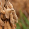 Una cuenta pendiente: los rindes de soja estÃ¡n estancados por una mayor variabilidad climÃ¡tica combinada con dÃ©ficits nutricionales