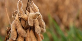 Una cuenta pendiente: los rindes de soja estÃ¡n estancados por una mayor variabilidad climÃ¡tica combinada con dÃ©ficits nutricionales