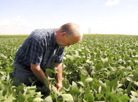 Siguen apareciendo noticias alcistas para la soja: estiman que el USDA debe seguir desinflando los nÃºmeros proyectados de la cosecha estadounidense