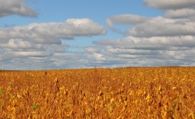 La demanda de granos no afloja: el mercado climÃ¡tico sudamericano introdujo ahora un nuevo factor alcista 