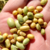 Efecto sequÃ­a: industrias aceiteras ampliaron en hasta veinte puntos la tolerancia de recibo de grano verde en soja