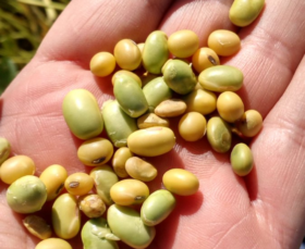 RestricciÃ³n hÃ­drica: industrias aceiteras ampliaron en hasta cuarenta puntos la tolerancia de recibo de grano verde en soja