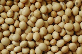 La receta del gobierno uruguayo: financiar la compra de semilla certificada para promover el crecimiento del sector agrÃ­cola
