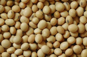 Un mes mÃ¡s para declarar el origen de la semilla de soja de uso propio: el nuevo plazo vence el 31 de julio
