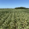 El peor momento para aumentar derechos de exportaciÃ³n: la mitad de la superficie de soja argentina estÃ¡ en problemas por falta de agua