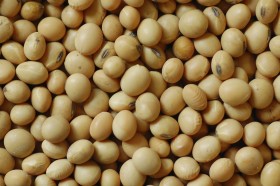 ExtenderÃ¡n al 31 de marzo el plazo para declarar ante el Inase el origen de la semilla de soja