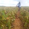 EstimaciÃ³n oficial de la Conab: Brasil se encamina a lograr una gran cosecha de soja a pesar de las restricciones hÃ­dricas