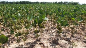 Se esfumaron 5 millones de toneladas de soja por la falta de lluvias: se necesita un precio internacional de 610 u$s/t para compensar la pÃ©rdida